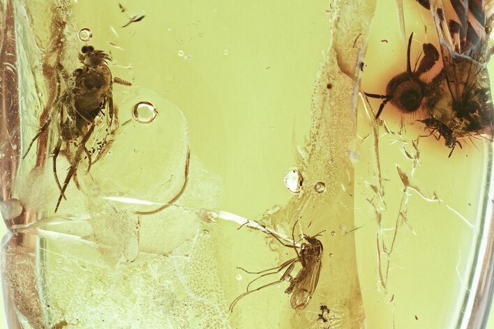 Fossil Chalcid Wasp, Scuttle Fly, and True Midge in Baltic Amber #328140